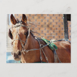Amish Horse Vykort