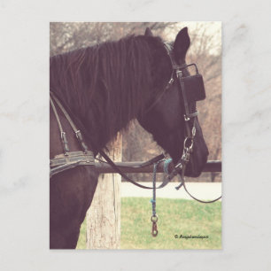 Amish Horse Vykort