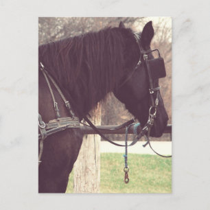 Amish Horse Vykort