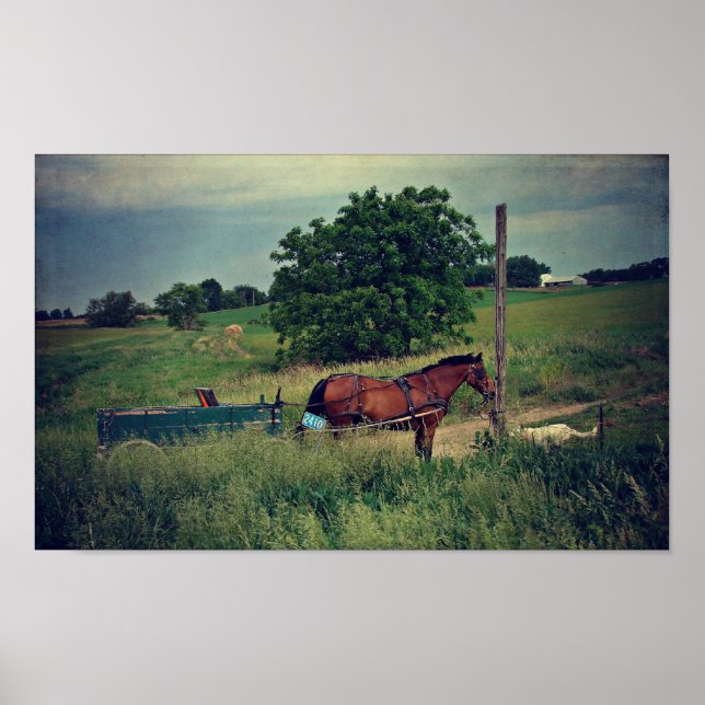 Amish Horse Waiting Poster (Framsidan)