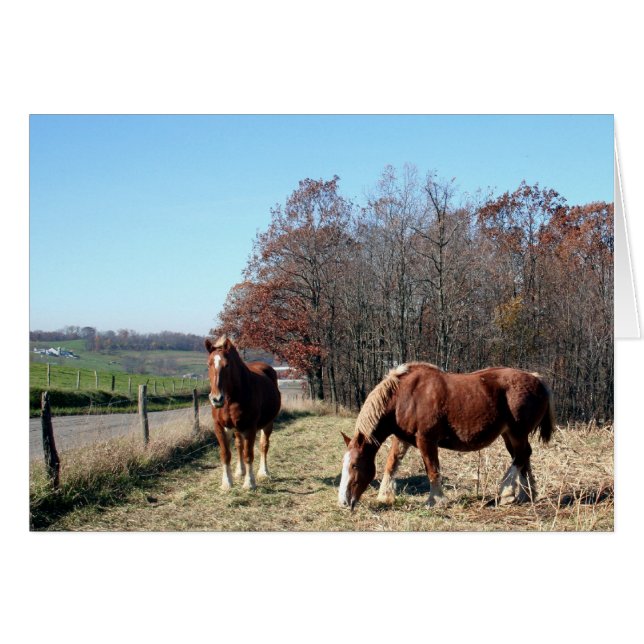 Amish Horses Hälsningskort (Framsidan Horizontal)