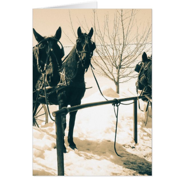 Amish Horses Hälsningskort (Framsidan)
