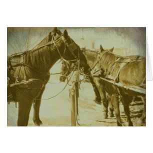 Amish Horses Hälsningskort