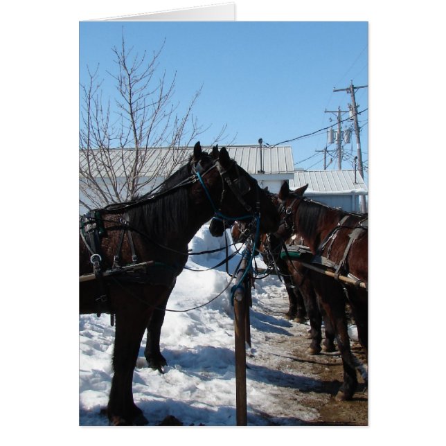 Amish Horses Hälsningskort (Framsidan)