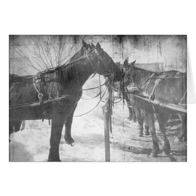 Amish Horses in Black and White Hälsningskort (Framsidan Horizontal)