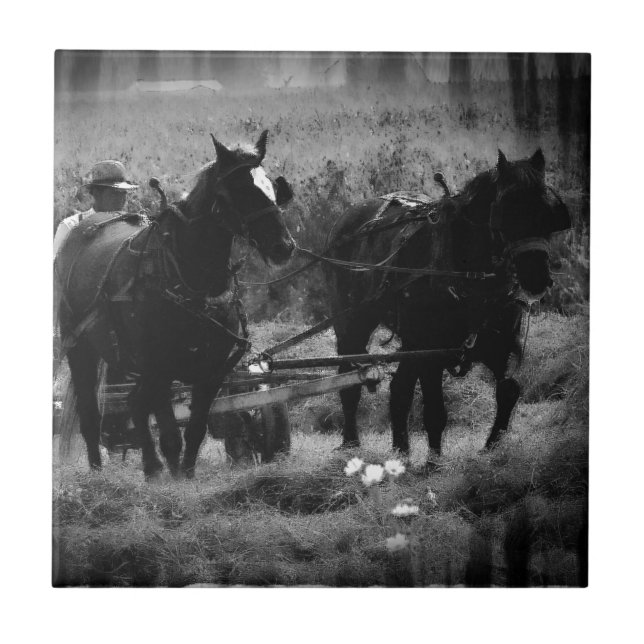Amish Horses in Hay Fält working Kakelplatta (Framsidan)