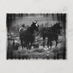 Amish Horses in Hay Fält working Vykort