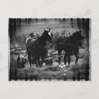 Amish Horses in Hay Fält working Vykort