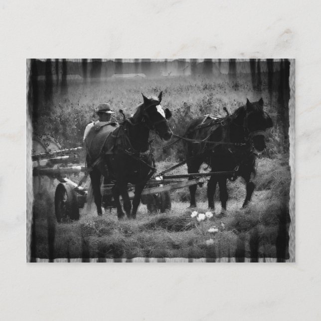 Amish Horses in Hay Fält working Vykort (Framsida)