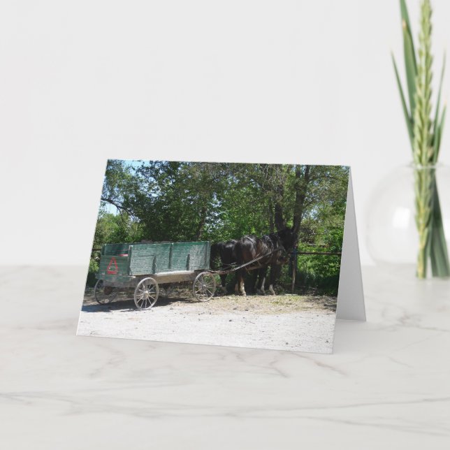 Amish Horses Kort (Framsida)
