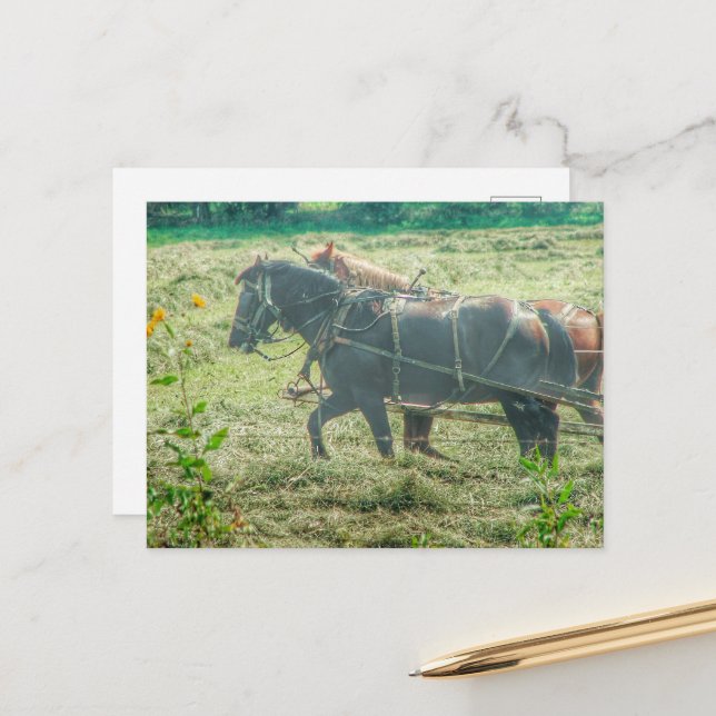 Amish Horses Mowing Hay Vykort (Fram/Back In Situ)