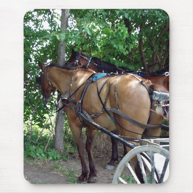 Amish Horses Musmatta (Framsidan)