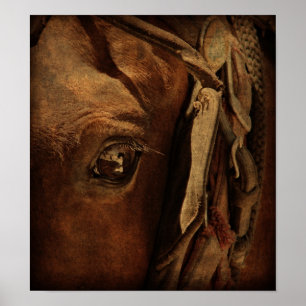 Amish Horses Öga Poster