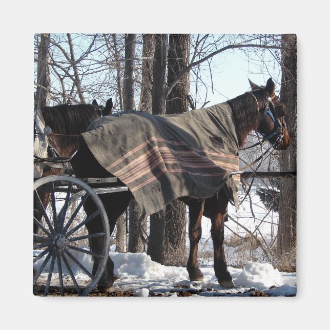 Amish Horses Väntar i vinter Magnet (Framsidan)