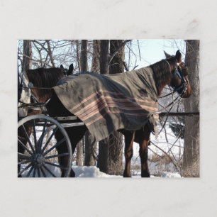 Amish Horses Väntar i vinter Vykort