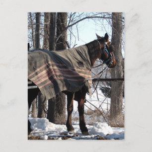 Amish Horses Väntar på Winter Blanket Vykort