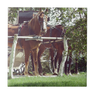 Amish Horses vid Hitching Post Around Apples Kakelplatta