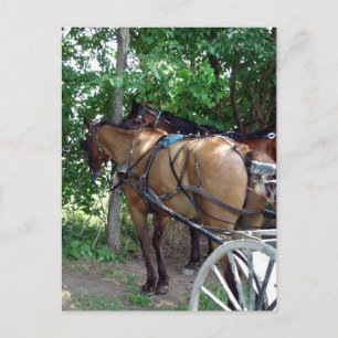 Amish Horses Vykort