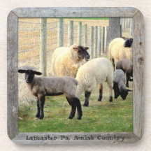 Amish Lambs and Sheep! 6