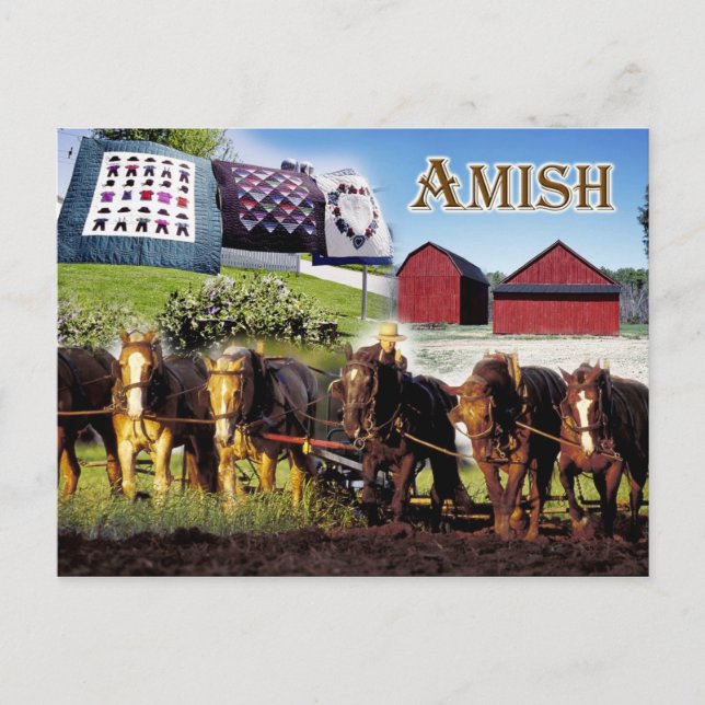 Amish Life i Lancaster, Pennsylvania Vykort (Framsida)