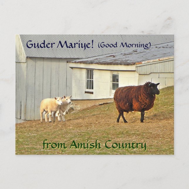 Amish Postcard Sheep Farm. Lägg till en namn Vykort (Framsida)