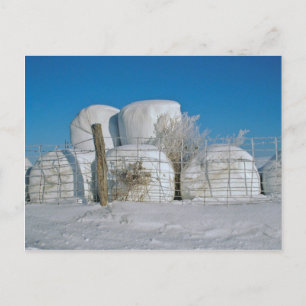 Amish Round Hay Bales-Postcard Vykort