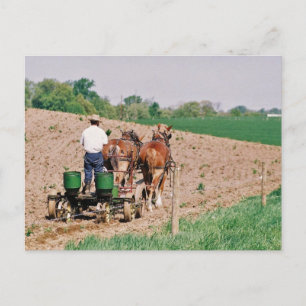Amish Seed Spreader Vykort