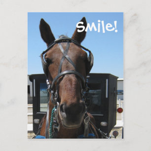 Amish Smile! Vykort