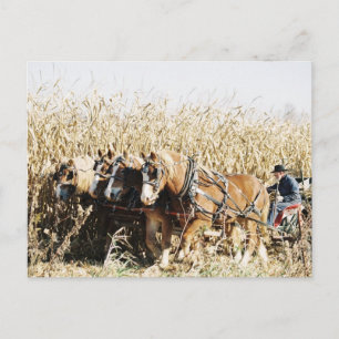 Amish Team Harvesting Maj Vykort