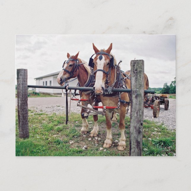 Amish Team vid Hitching Post Vykort (Framsida)