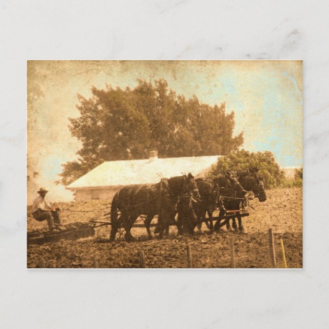 Amish Team Vykort (Framsida)