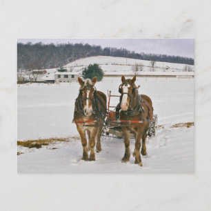 Amish Winter Draft Horses-Postcard Vykort