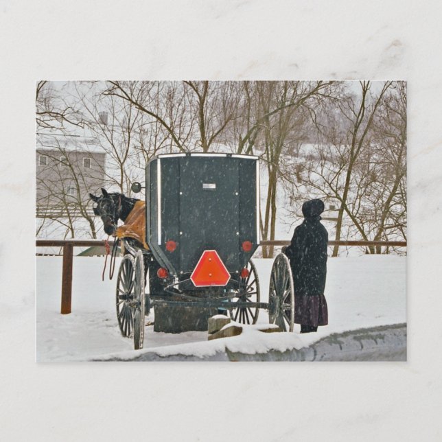 Amish Woman with Horse and Buggy-Postcard Vykort (Framsida)