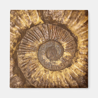 Ammonit (Arietites sp.) från Nedre Jurassic Magnet