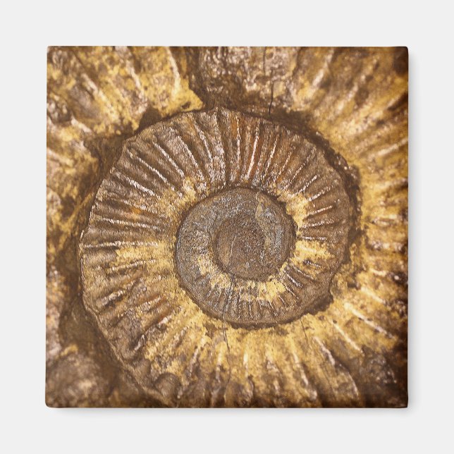 Ammonit (Arietites sp.) från Nedre Jurassic Magnet (Framsidan)