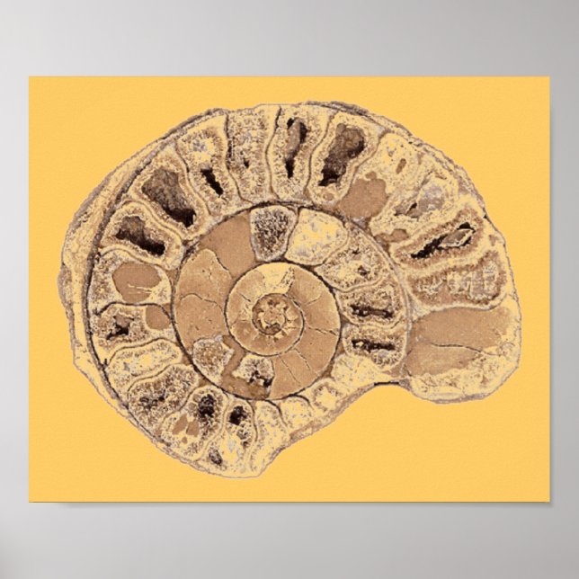 Ammonit (Fossil) Poster (Framsidan)