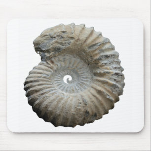 ammonit musmatta