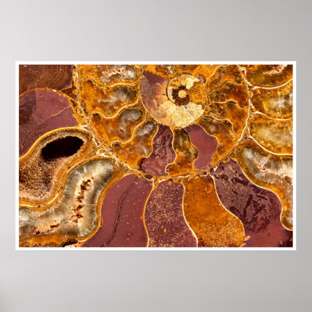 Ammonite Fossil Close-Up Print Ancient Marine Art Poster (Framsidan)
