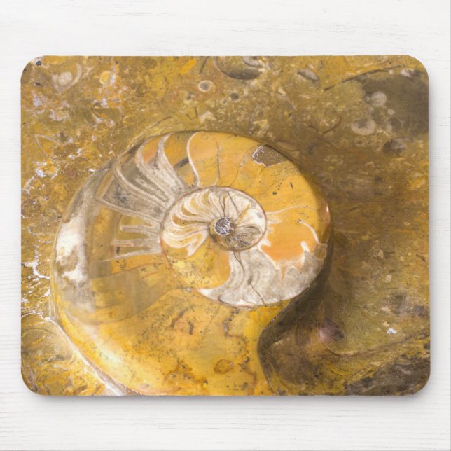 Ammonite Fossils in Sten Photography Rockhound Musmatta (Framsidan)