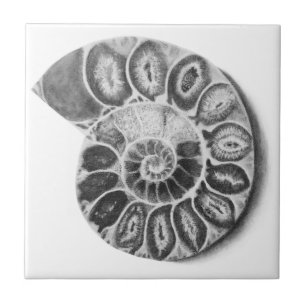 Ammonite Kakelplatta