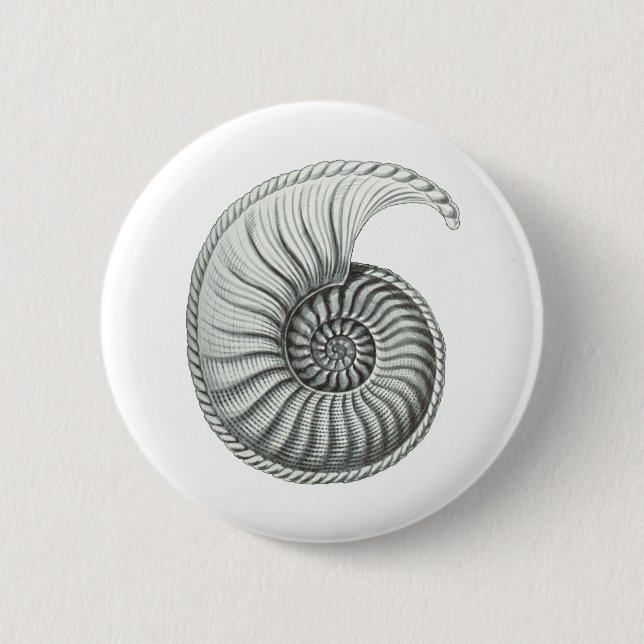 Ammonite Knapp (Framsida)
