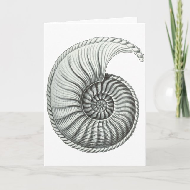 Ammonite Kort (Framsida)