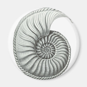 Ammonite Magnet