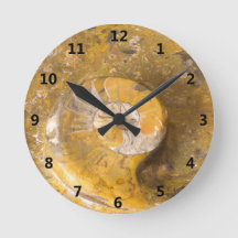Ammonite och andra fossil i stenfotografi