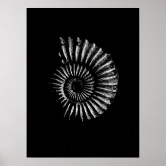 Ammonite White på Black Poster