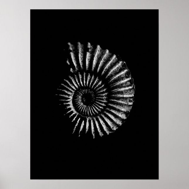 Ammonite White på Black Poster (Framsidan)