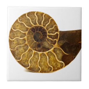 Ammonitefossil Kakelplatta