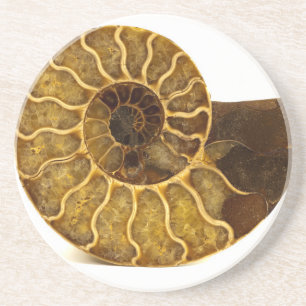 Ammonitefossil Underlägg Sandsten