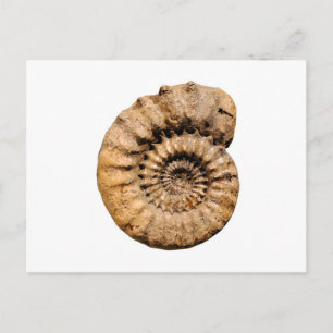 Ammonitefossil Vykort