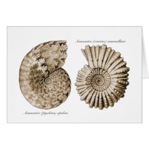 Ammonites Hälsningskort